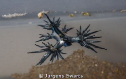 one of our oceans rarely seen secrets! a sea swallow! by Jurgens Swarts 